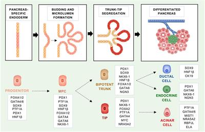 Cell Lineage Infidelity in PDAC Progression and Therapy Resistance